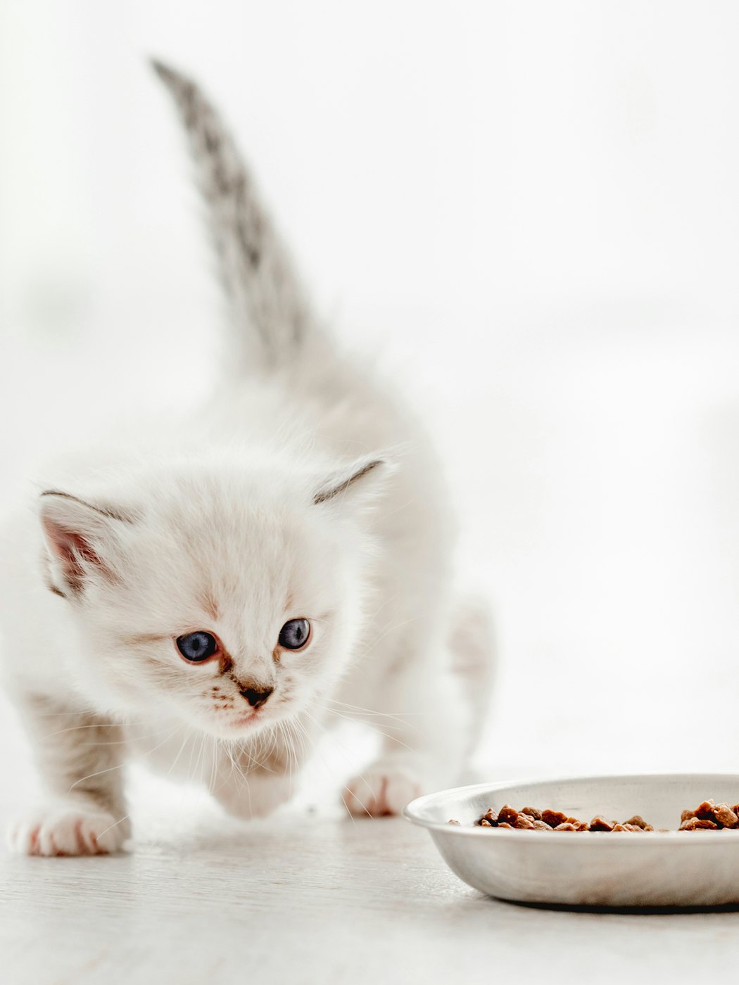 adorableragdollkittystandingwithtailupclosetometal